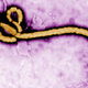 Illustration for article titled The Latest Ebola Outbreak Has Reached a Major African City